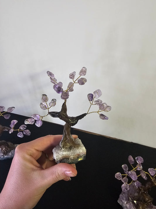 Bonsai Tree